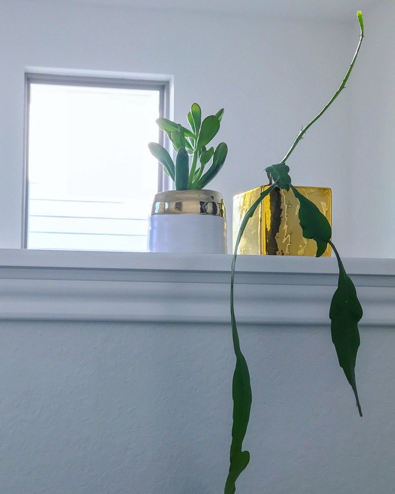 deco plant