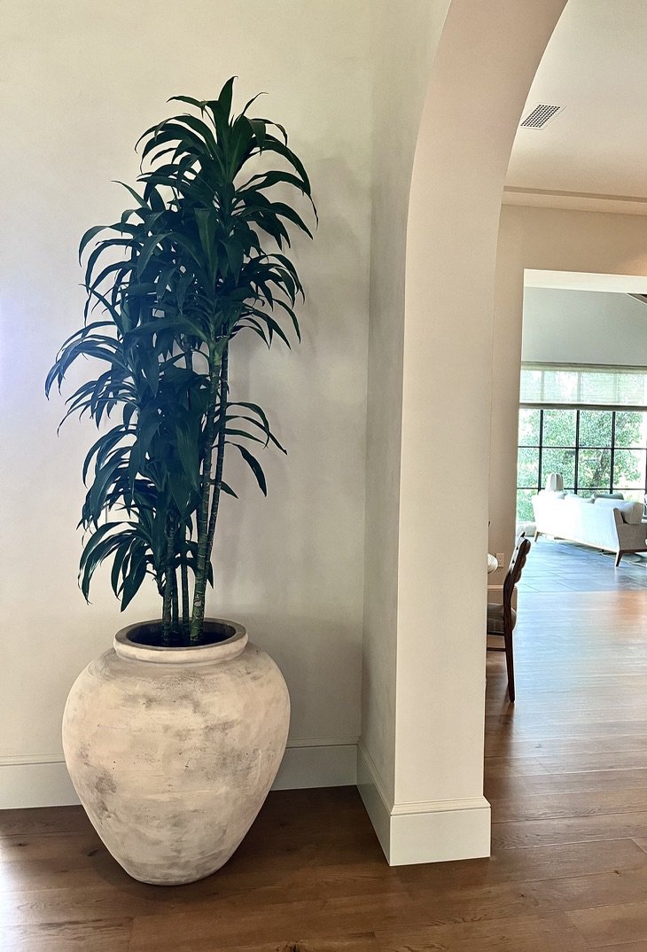 plant