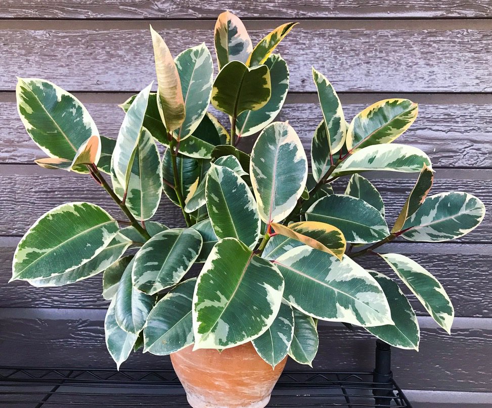 plant