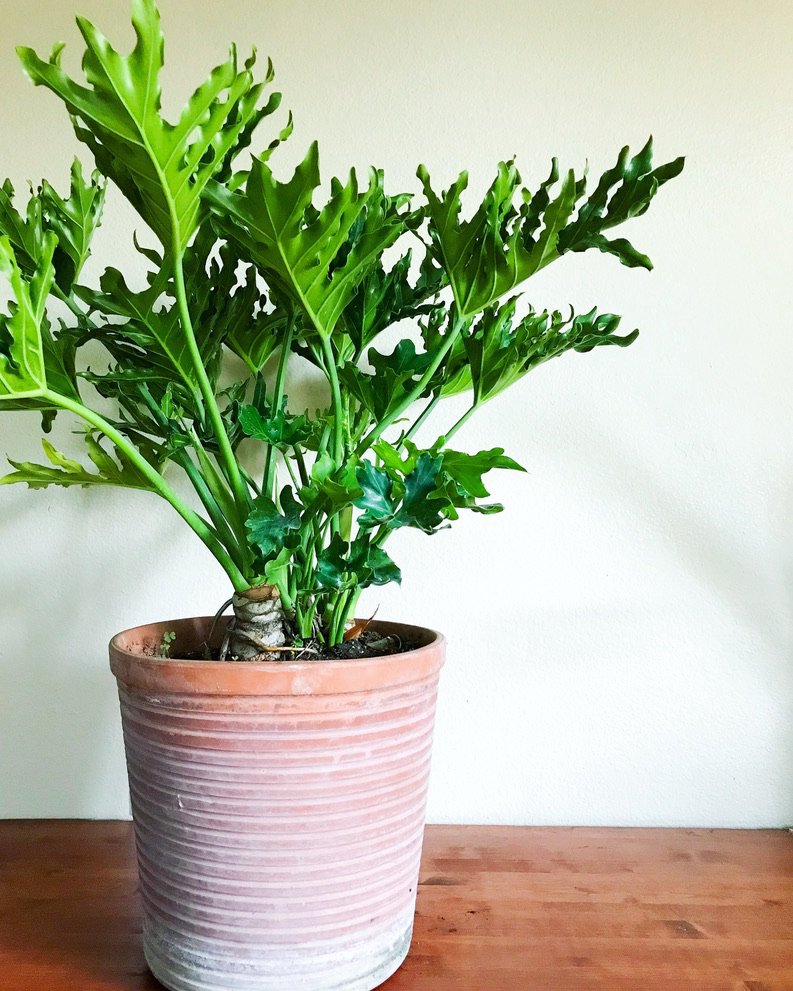 Plant