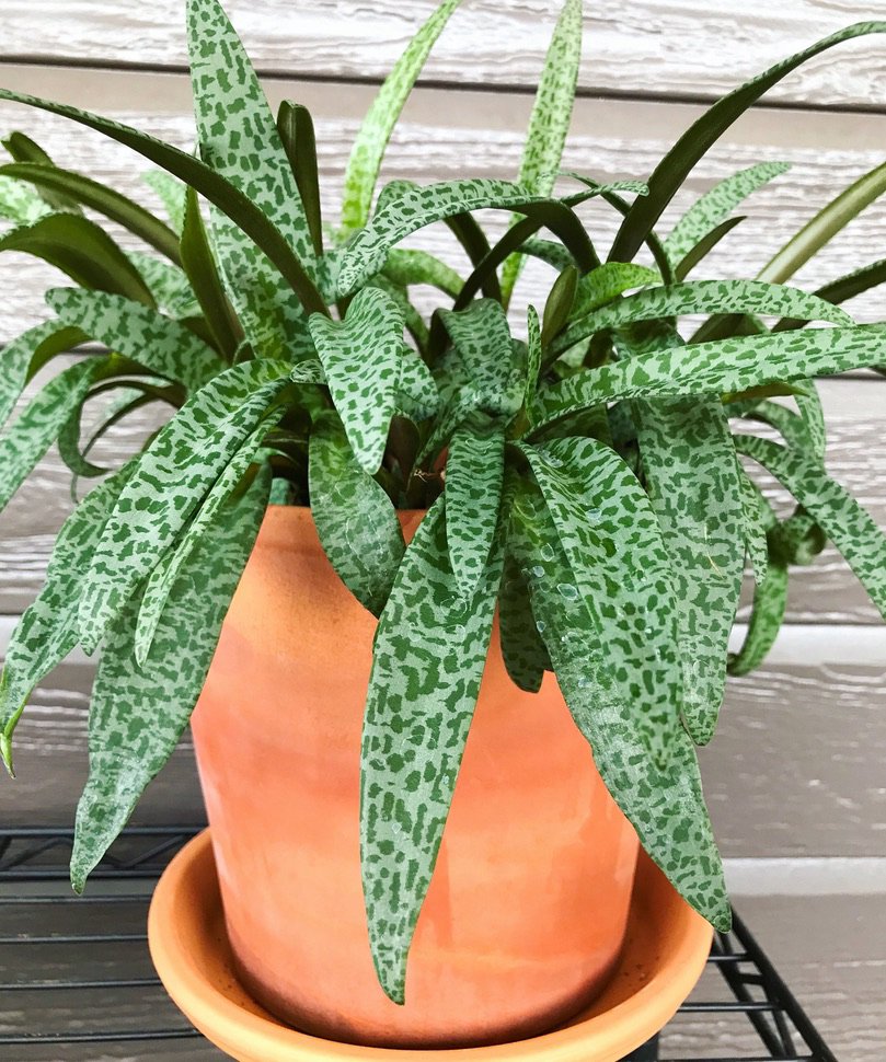 plant
