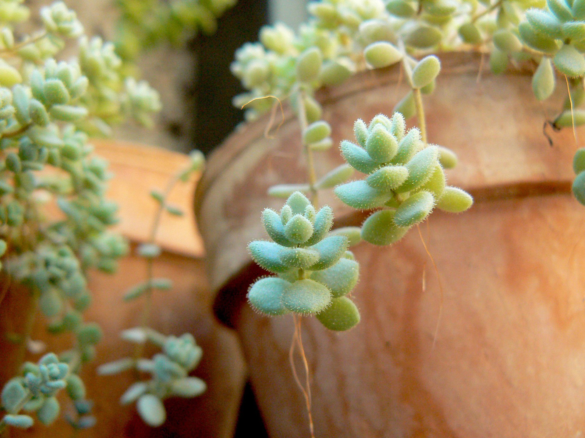 Plant-sitting