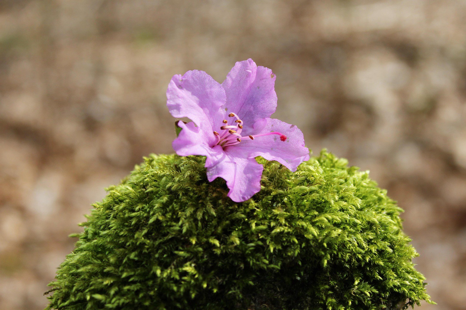 moss