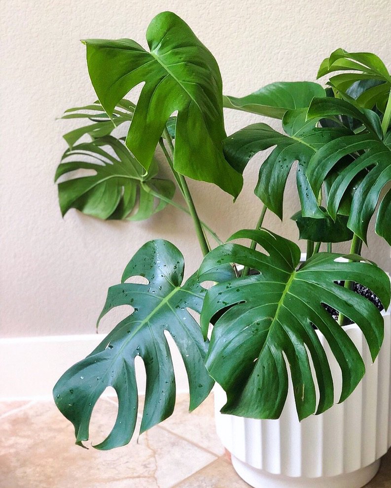Sy plants